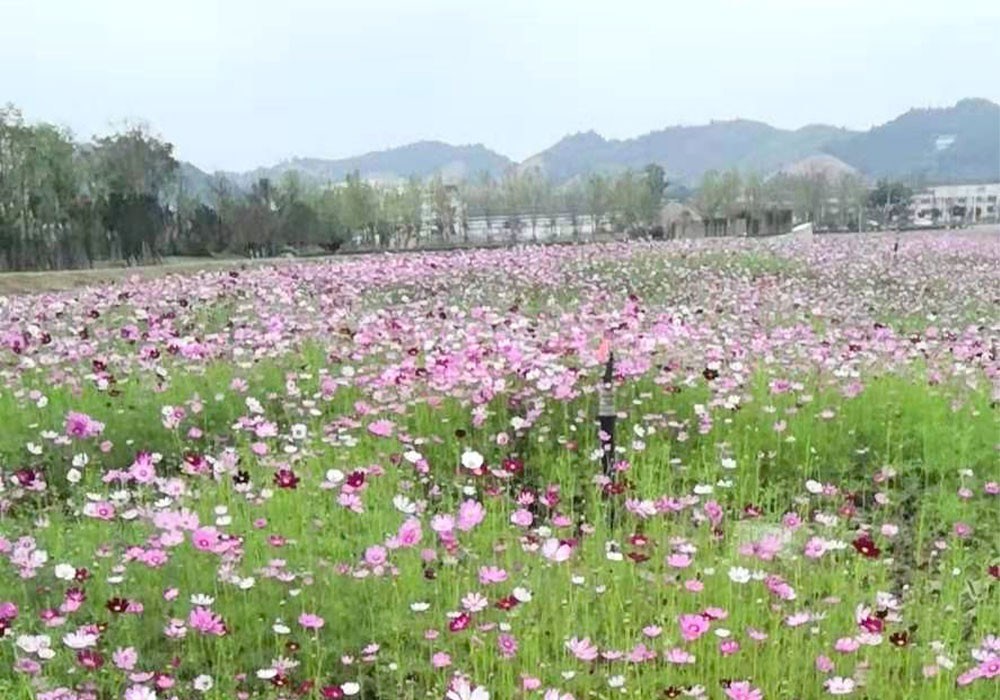 麻山八號(hào)地塊花海